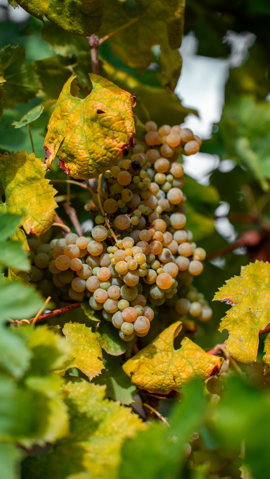 Asprinio grapes ripening on the vine in Campania