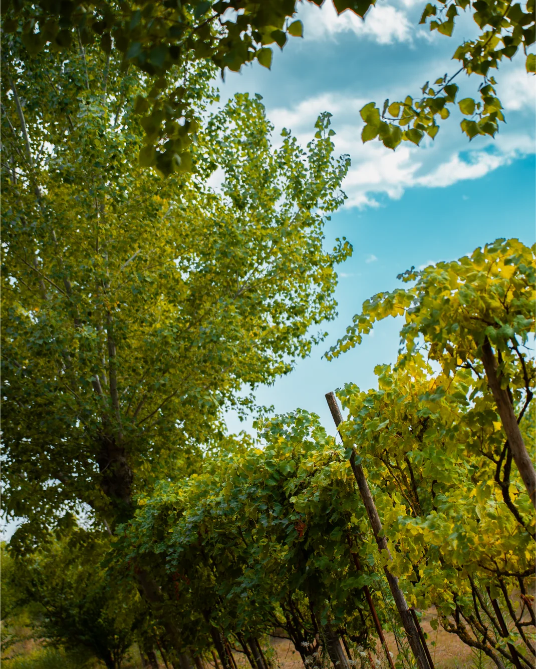 Asprinio vines climbing poplar trees against a blue sky